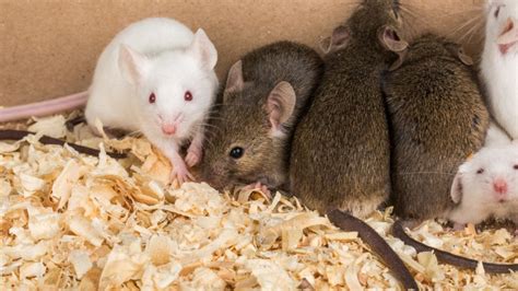 How to Safely Clean Up and Dispose of Mice and Rat Droppings? | Tips ...