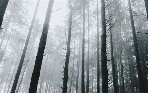 Gloomy Forest Wallpapers - 4k, HD Gloomy Forest Backgrounds on WallpaperBat