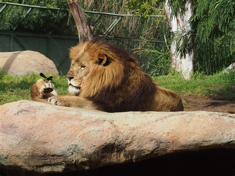 Perth Zoo Animals Zoo My Photos