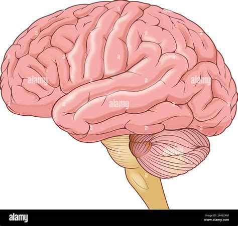 Brain Regions Hi Res Stock Photography And Images Alamy