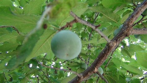 Mexican Plum At Woode S Point Mexican Plum Photo