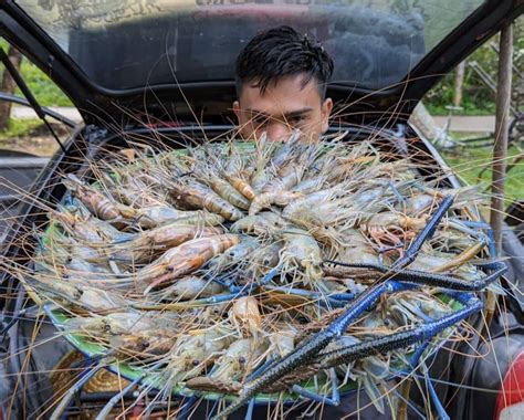 Udang Galah Sungai Kahang Jadi Buruan