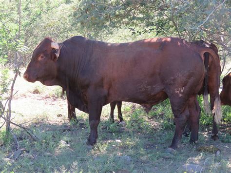 Bonsmara Cattle Oklahoma State University