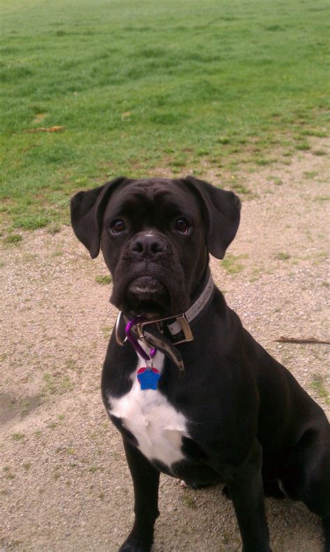 Baby Black Boxer Dog Selena Perales