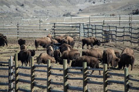 Hundreds Of Wild Bison Are Being Rounded Up And Slaughtered Again