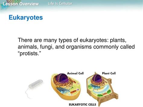 Ppt Lesson Overview Powerpoint Presentation Free Download Id1442844