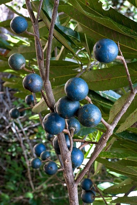 Some Blue Berries Are Growing On A Tree