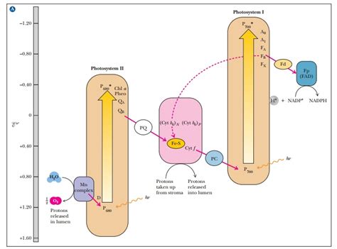 Photosystems I and II and the Light Reactions of Photosynthesis