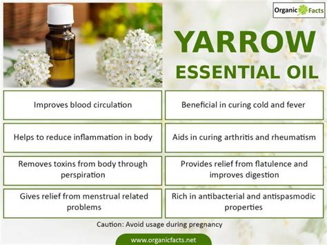 20 Best Benefits Of Yarrow Essential Oil Organic Facts