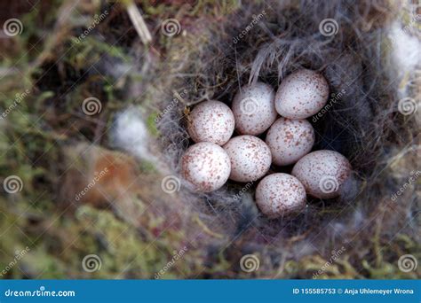 Bird Nest with Eggs Blue Tit Stock Image - Image of birds, blue: 155585753