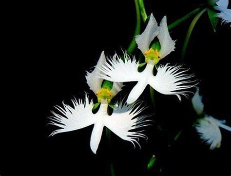 The White Egret Orchid Flower Habenaria Radiata Seeds