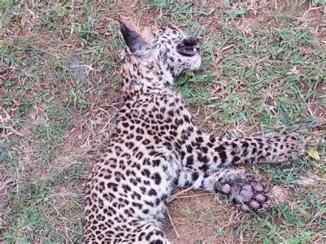 Death Of Leopard Cub Died During Treatment Due To Organ Failure