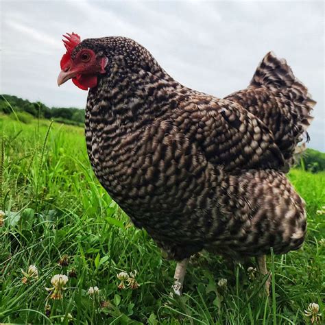 Cuckoo Marans Chicken Breed Info Where To Buy Chicken And Chicks Info