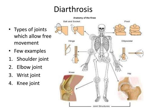 PPT - Joints or Articulations PowerPoint Presentation, free download - ID:2038133