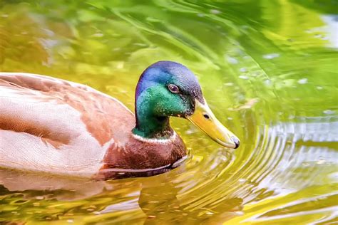 Animal Nature Duck Water Free Photo On Pixabay Pixabay