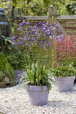 Agapanthus Ever Amethyst MP003 Concept Plants