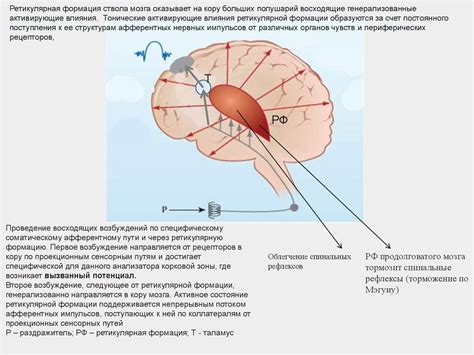ЛекцияМетоды ЭЭГ,ВП, микроэлектр КП22 - online presentation