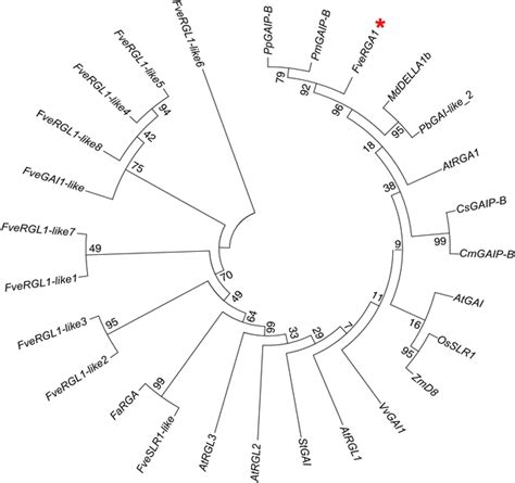 Phylogenetic Tree Of The Fverga Like Proteins In Higher Plants