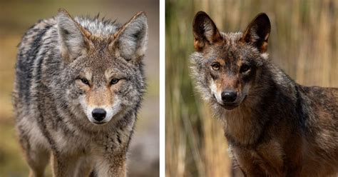 Coyote vs. Wolf: The Difference Between These Animals