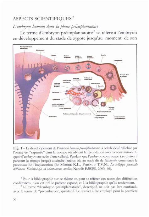 De la fécondation à la conception l animation de l embryon