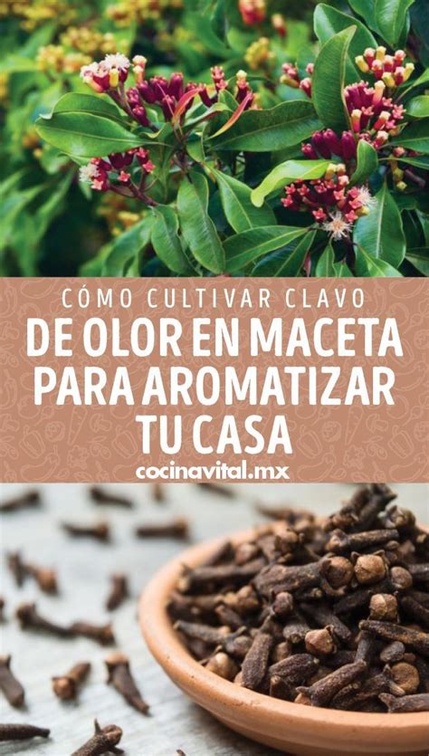 Cómo cultivar clavo de olor en maceta para aromatizar tu casa Garden