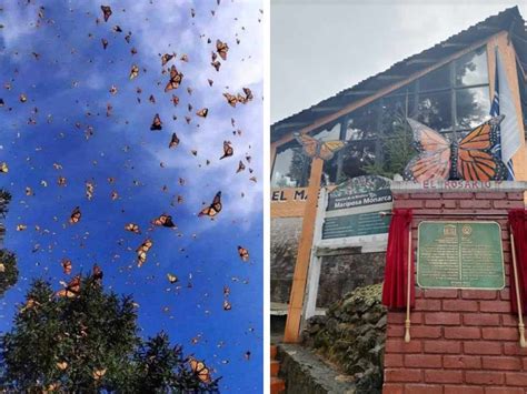 Ya Puedes Visitarlas Abren Santuarios De Mariposa Monarca En Edomex Y