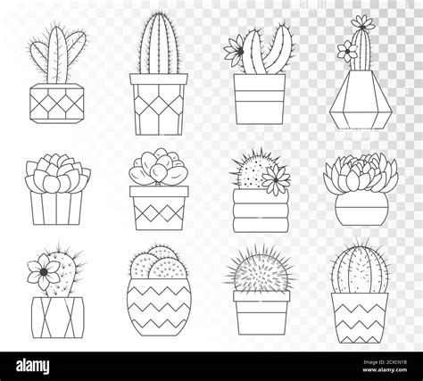 Vector Conjunto De Cactus Y Suculentos En Macetas De Flores Colecci N