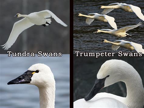 Tundra And Trumpeter Swans As You Can See The Tundra Swan Flickr