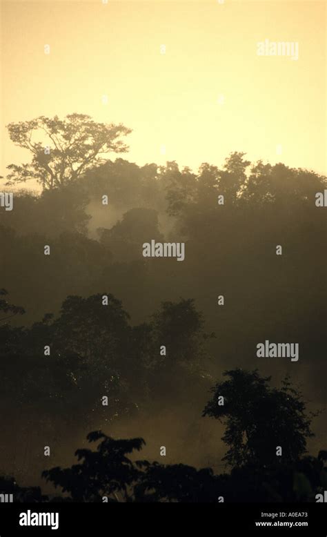 Central Suriname nature Reserve Stock Photo - Alamy