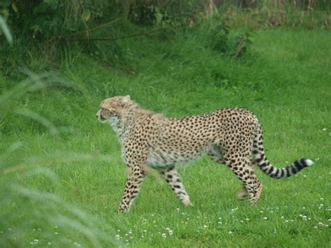 Chester Zoo Cheetah Nigel Swales Flickr