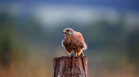 Premium Photo | Male kestrel hunting around the farm