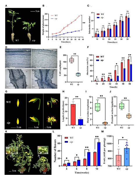 Figure From Tomato Short Internodes And Pedicels Encode An Lrr