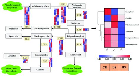 The Expression Of Genes In The Flavonoid Biosynthetic Pathways In The Download Scientific