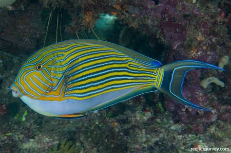 Acanthurus Lineatus Lined Surgeonfish Reef Life Survey