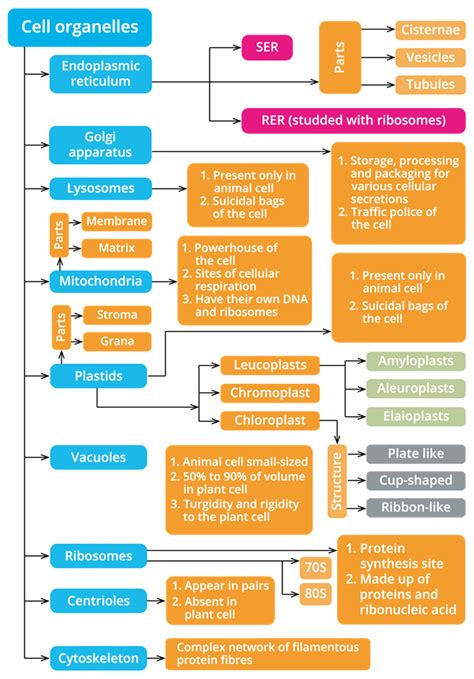 Mindmap Lesson Science Cbse Class