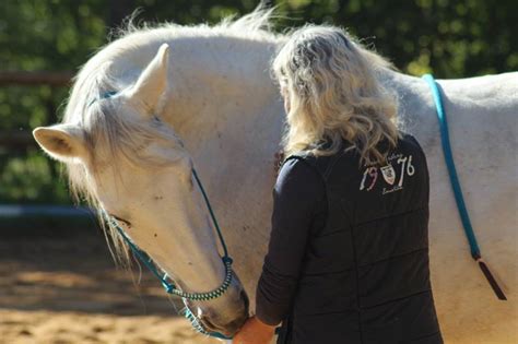 Les Cours Adultes Segala Levezou Equitation Chevaux Barbes