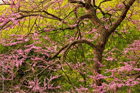 The sculptural limbs of an eastern redbud tree are adorned with the ...