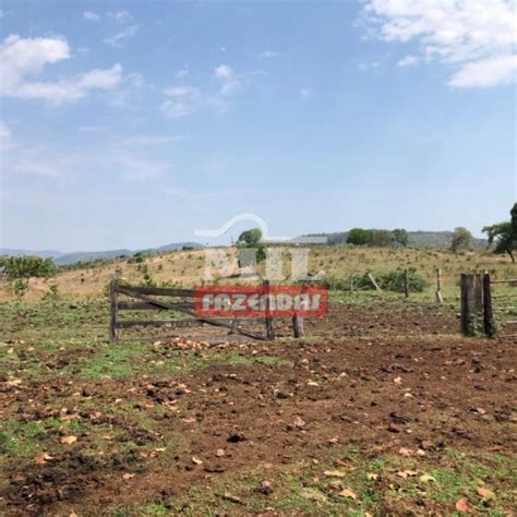 Mil Fazendas Fazenda Em Campinorte Go Margem Lago Serra Da Mesa