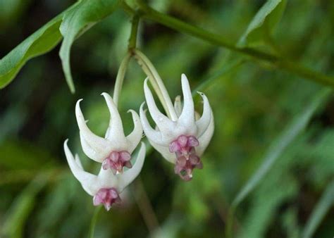 Hoya Plants Tropical Plants Species Bloom Gardening India Forever