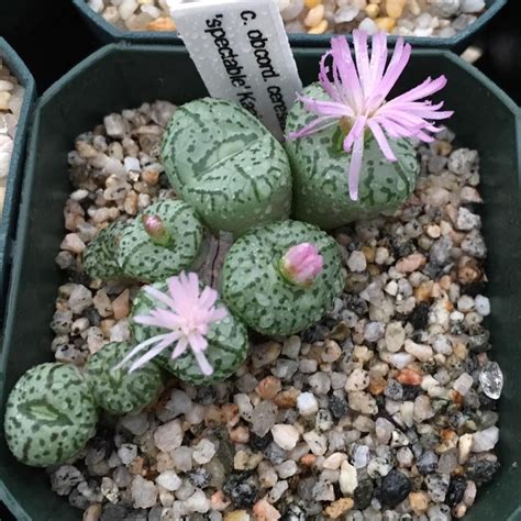 Conophytum Obcordellum Ssp Obcordellum Spectabile