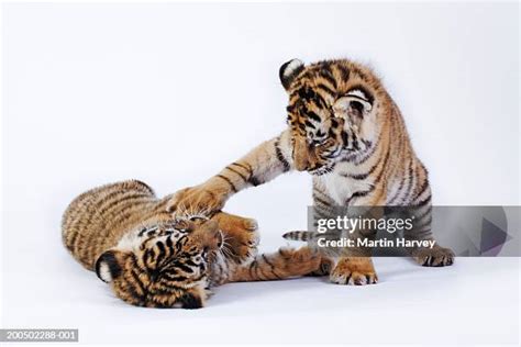 336 Tiger Cubs Playing Stock Photos, High-Res Pictures, and Images ...