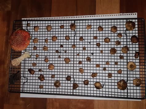 Quickest way to dry shrooms? : r/shrooms