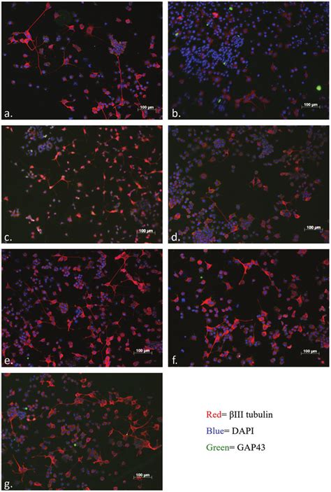 Immunocytochemical Characterisation Of PC 12 Cells On PEDOT Substrates