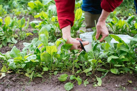 Woman harvesting spinach leaves in vegetable garden – vegalicious.photos