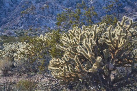 Cacti in the Mojave desert stock photo. Image of desert - 126086140