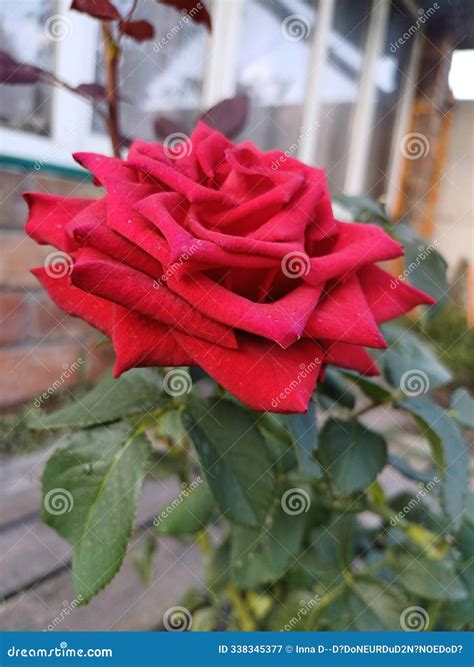 A Red Rose is Growing in the Garden Stock Image - Image of flower
