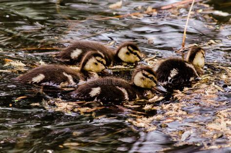 Ducklings Huddled Close Together Stock Photo - Image of cage, cold ...