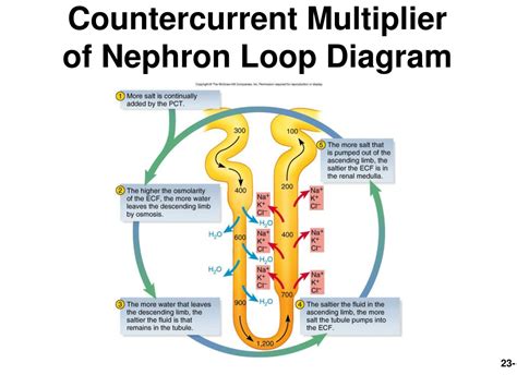 Ppt The Urinary System Powerpoint Presentation Free Download Id 9180056