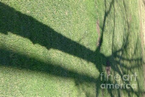 Tree Shadow | Tree art, Shadow, Fine art america