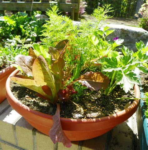 Plant A Salad Bowl Garden North Carolina Cooperative Extension